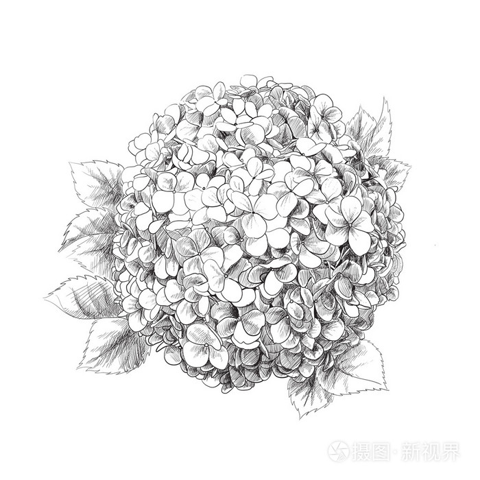 绣球花