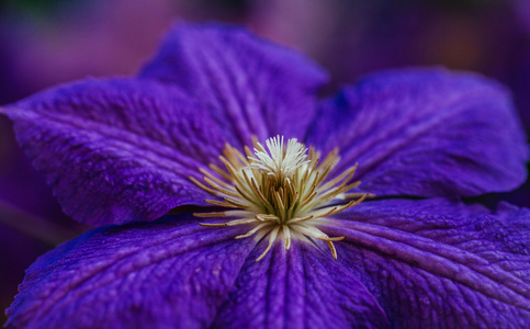 漂亮的 大的紫色铁线莲的花园里的花