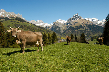 高山草甸的棕色奶牛