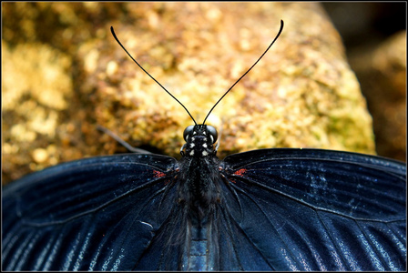 亚洲燕尾凤蝶洛伊的分类