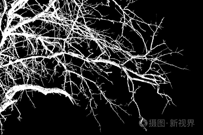 白树树枝