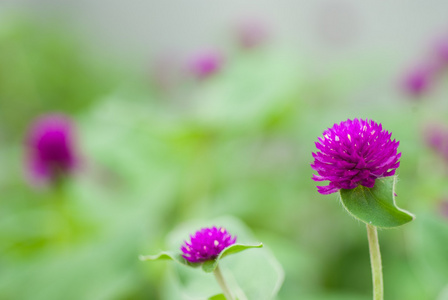 世界各地苋菜或 gomphrena 棕囊藻花