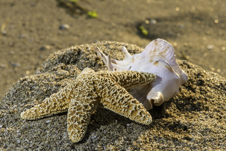 海滩上的海星和壳