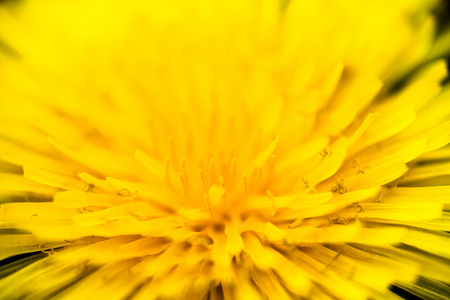 盛开的蒲公英黄花的特写图片