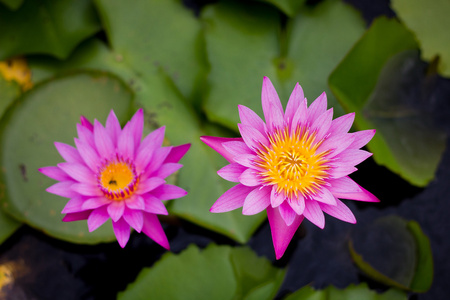 粉红色水百合或莲花