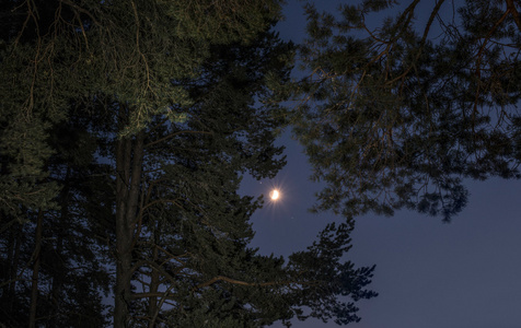 夜的星空和树木..垂直透视。