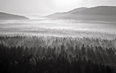 雾气弥漫的森林雾