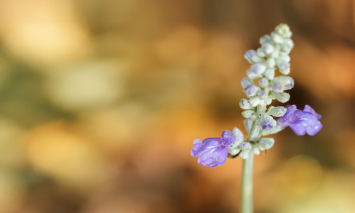 关闭了花园里的花蓝色 sulvia