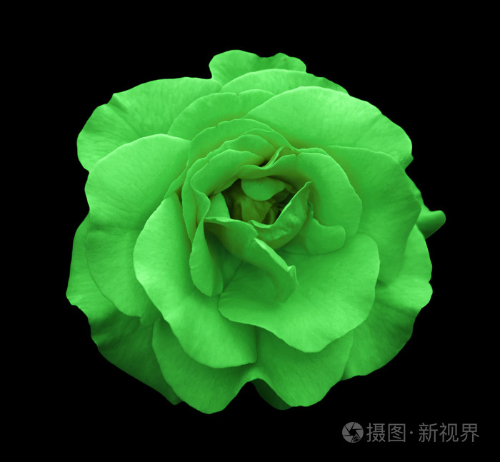 绿色玫瑰花朵宏观上黑色孤立