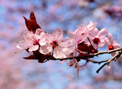 樱花