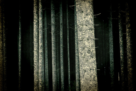 灯火通明的树在森林里图片