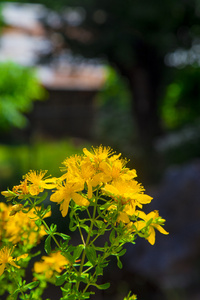 黄色开花的野生圣约翰麦汁上模糊的背景