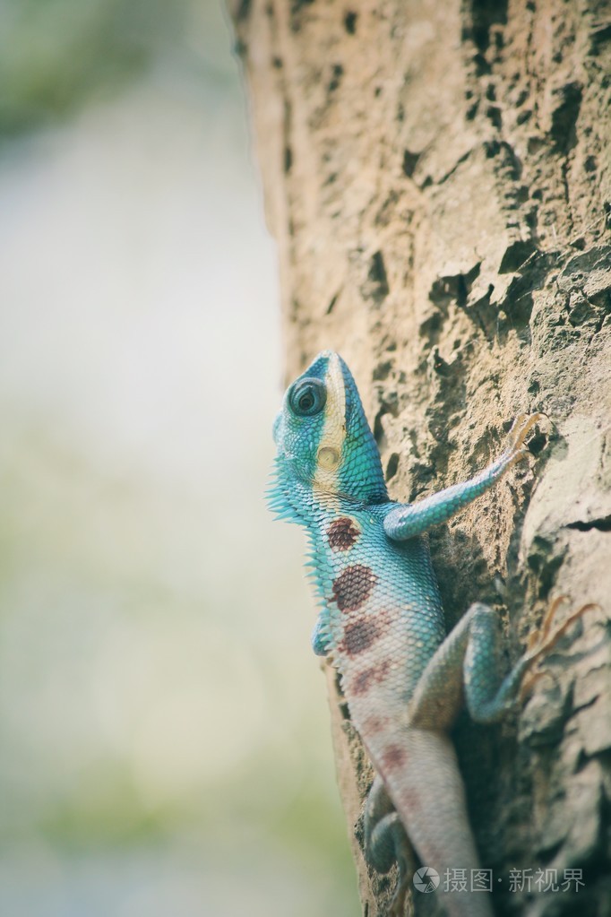 树上的蓝色泰国蜥蜴