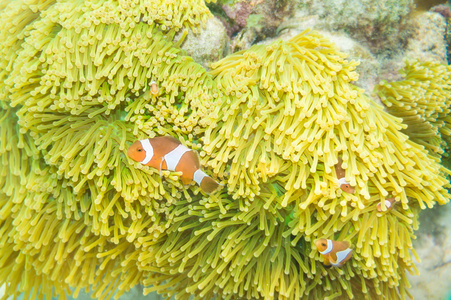 在他们回家的海葵尼莫鱼图片