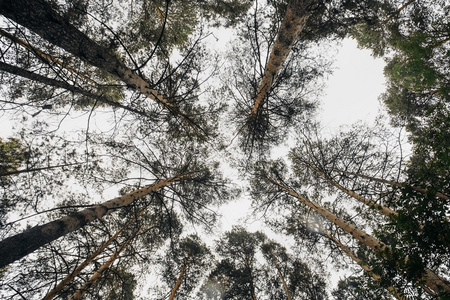 在森林里的树木