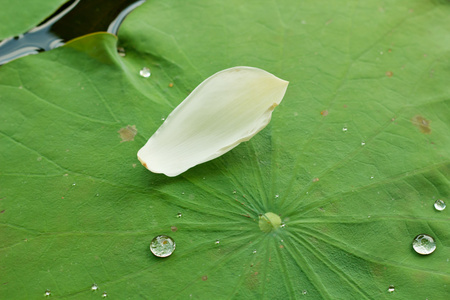 珍珠水滴绿色叶子上