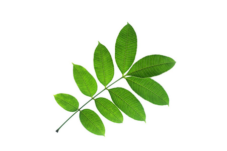 番橄榄实生红豆 L.f。Kurz，叶形状和纹理