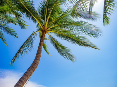 椰子棕榈树的角度
