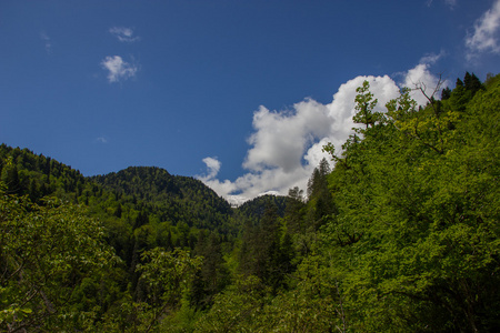 高加索山脉覆盖着森林图片