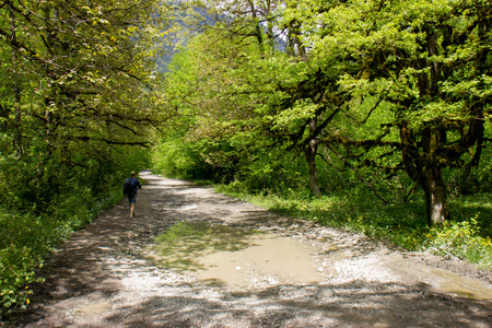 路在山森林里