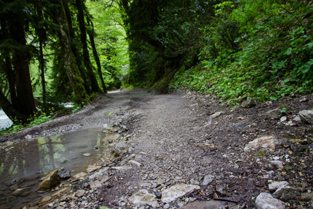 路在山森林里