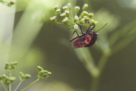 在茴香花条纹 Bug