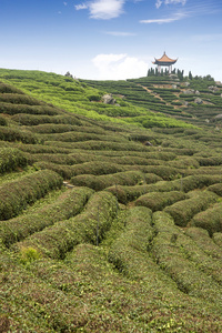 中国的茶山和中国馆