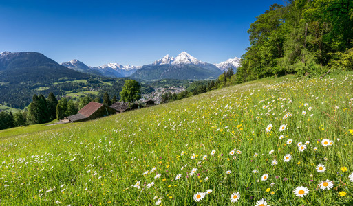美丽的风景，美丽的花儿对巴伐利亚阿尔卑斯山和背景的春天，驾驶员 Berchtesgadener 土地，巴伐利亚，德国著名的 Wa