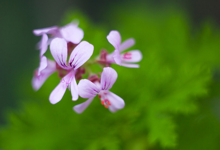 天竺葵芹香茅，老鹳草花与绿色叶子