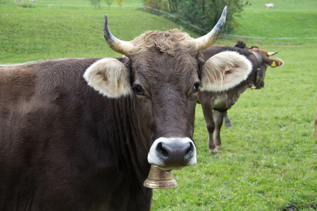 奶牛放牧在牧场