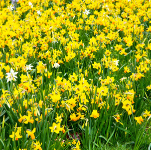 白色在伦敦黄色花领域自然和春天