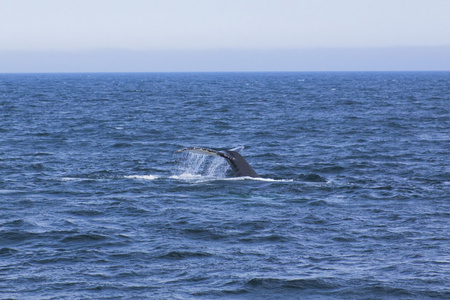鲸鱼观赏体验