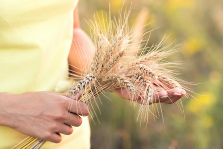 与成熟的麦穗的大麦在手里的女孩