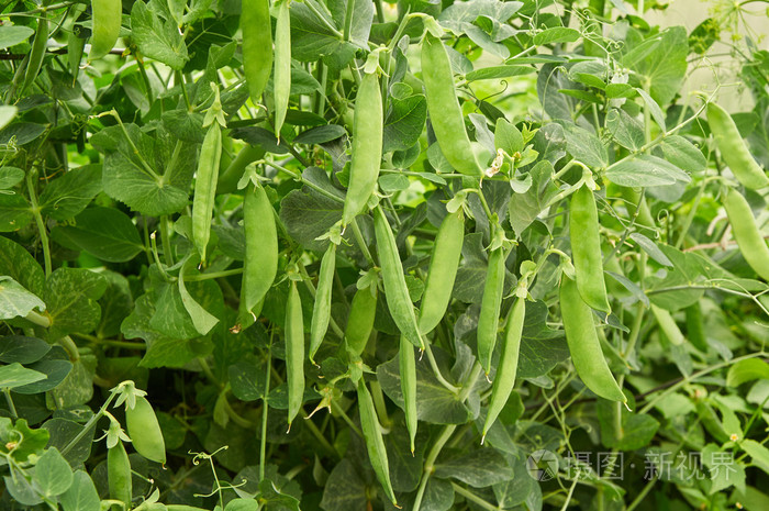 豌豆荚创建自然背景