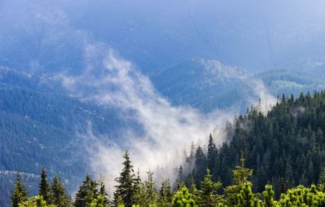 低云树丛位于高山云杉林