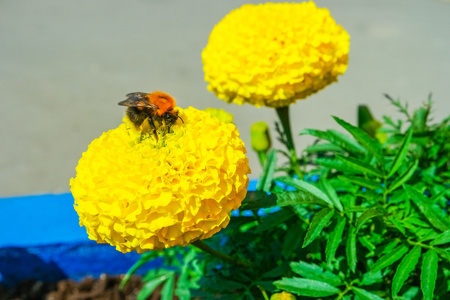 大黄蜂收集花蜜