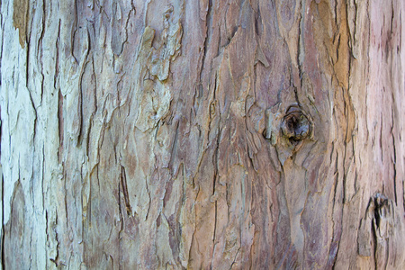 图像光棕色树皮的一棵树