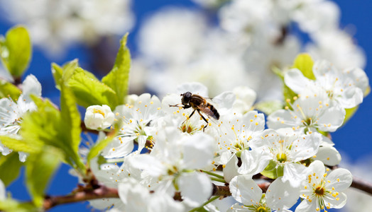 苹果树和蜜蜂授粉花