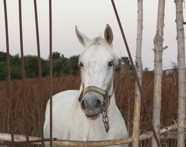 白马的动物照片肖像图片