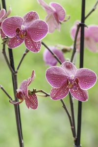 美丽的紫色兰花蝴蝶兰