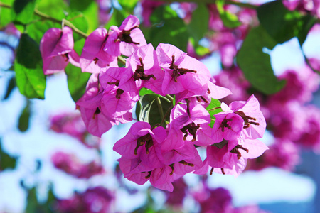 在一片蓝天花园紫色盛开簕杜鹃