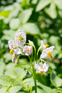 在花园里开花土豆