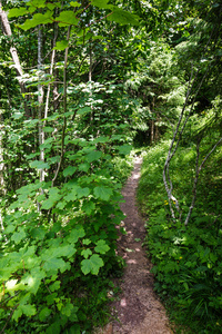 狭窄的小径穿过森林