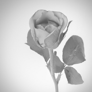 玫瑰花朵黑色和白色的颜色色调风格