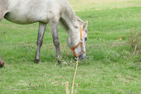 灰色的马正在吃草