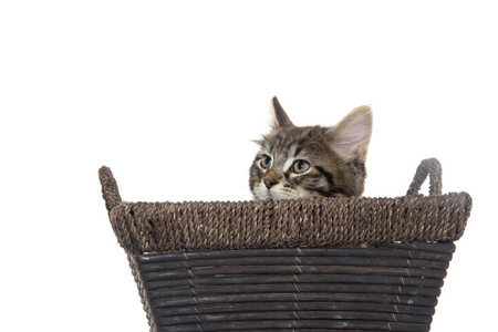 在篮子里的可爱的虎斑猫咪