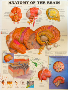 人类大脑的解剖