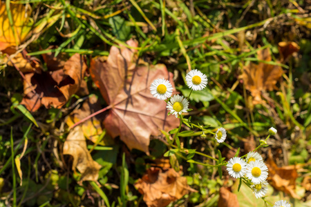 白色的甘菊花和干燥的秋天色的叶子躺在地上