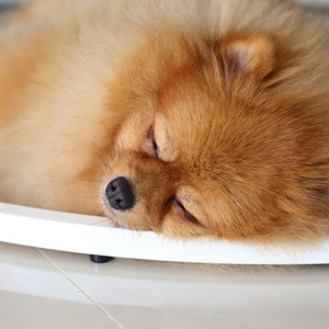 博美犬狗可爱的宠物在家里睡觉