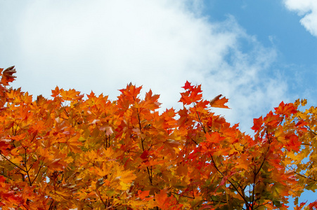 秋天落叶落下的叶子。 一年中的第三个季节，作物和水果聚集在一起，叶子从9月到11月落在北半球，从3月到5月落在南半球。